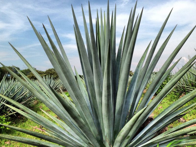 Agave tequiliana